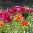 꽃피는 닭갈비 이미지