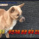 누렁이농장 이미지