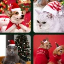 윤스강아지 이미지