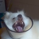 쁘띠시앙 이미지