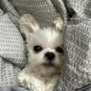 백광생고기