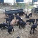 녹산흑염소 이미지