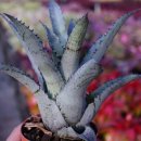 은빛농장 | 브로멜리아드 농장 공동 구매 리스트 (호헨베르기아)