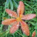 유토미농장 이미지