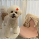 벨몽드펫 | 배냇미용 안전하고 편안하게, 우리 강아지의 미용 후기를 전합니다