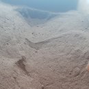 자갈치효소편백원 이미지