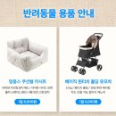 엔젤차량관리 | 강아지랑 제주도 여행 2탄 | 제주도 렌터카 가격 비교와 엔젤 렌터카 이용 후기