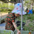 🍅방울토마토수확&산책🍅 이미지