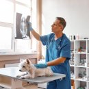 24시알파동물메디컬센터 이미지