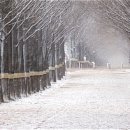 군청 메타세콰이어길 이미지