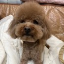 러블리댕 이미지