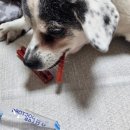 덴탈웨이 이미지