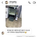 숑사탕 이미지
