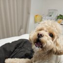 펫토리 | 펫토리움 애견동물원조끼 오가닉 강아지 실내복 추천