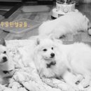 토비푸드