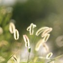 강아지풀 이미지