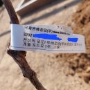 콕스오렌지피핀