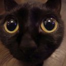 고양이의 하루 이미지