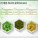 장청뇌청