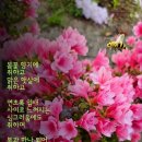머다 Daum카페