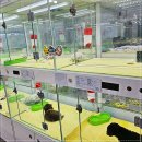 더독스 강아지분양 서울 | 서울에서 강아지 분양, 더독스 방문 후기