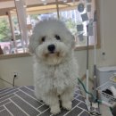 사계절, 몽 | 보문동 애견미용 사계절몽 비숑 곰돌이컷 대성공