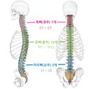 척추 디스크 번호 이미지