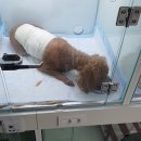 일광해빛동물병원 이미지