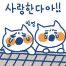 홍블리(HONGVELY)