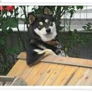 까끔살이 이미지