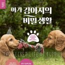 아기강아지 이미지