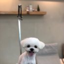 도그살롱바른핏 이미지