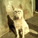 산곡애견사랑