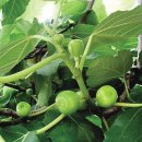 무화과나무 이미지