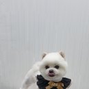 멍냥쁘띠끄 이미지