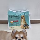 주식회사 이엠티헬스케어 | 강아지 배변패드 대형 추천 흡수력 좋은 국제모세관패드 사용