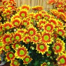 동산농원 이미지