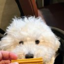 참플러스 덴탈 이미지