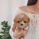 신도시켄넬 이미지