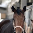 코스모스드림 이미지