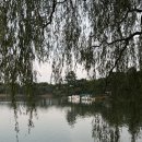 꿀참나무 이미지