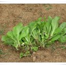 갈릴리농장 이미지