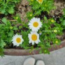 남양하나약국 이미지