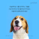 멍뭉이 이미지