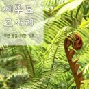 제주도 고비 이미지