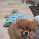 우정생오리 이미지
