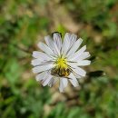 연휴, 월아산 산책, 야생화들 - 고들빼기, 골무꽃, 씀바귀, 쑥부쟁이, 땅비싸리, 애기풀, 뽀리뱅이, 금난초