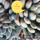 상월 농장 이미지