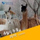 라마 이미지