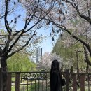 반월놀이공원 | [인천 벚꽃 명소]반월 놀이공원 벚꽃 데이트 코스 추천
